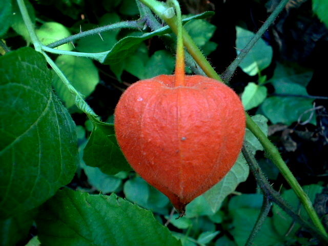 Physalis alkekengi